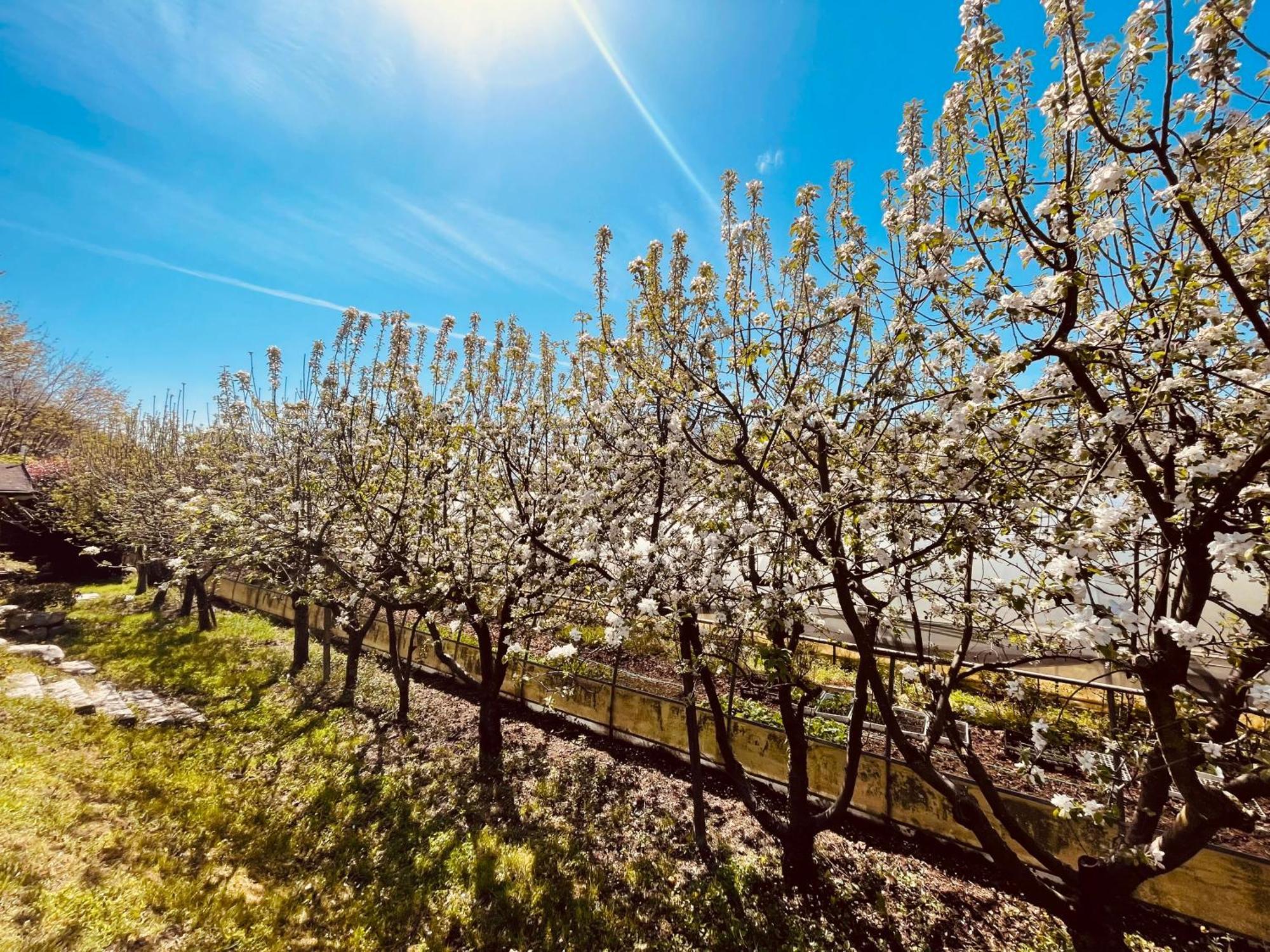 הוילה אורטה סאן ג'יוליו Agriturismo Il Cucchiaio Di Legno מראה חיצוני תמונה